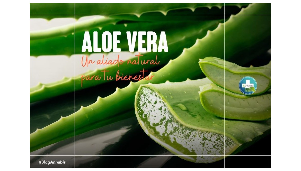 Aloe vera un aliado natural para tu bienestar